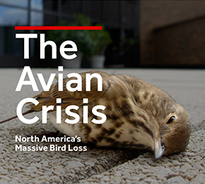 The Avian Crisis thumbnail.